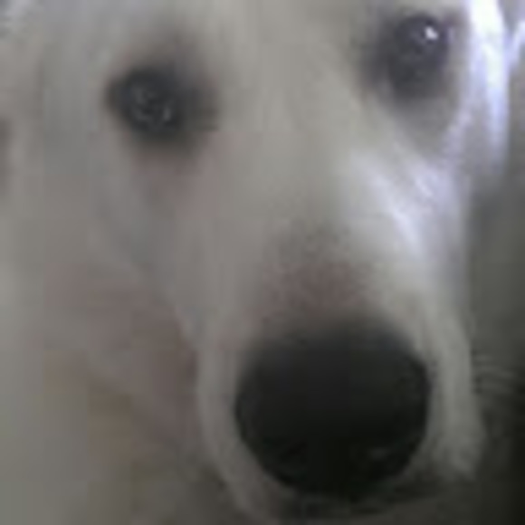 Meet your Posher, Oscar - Picture 1 of 1